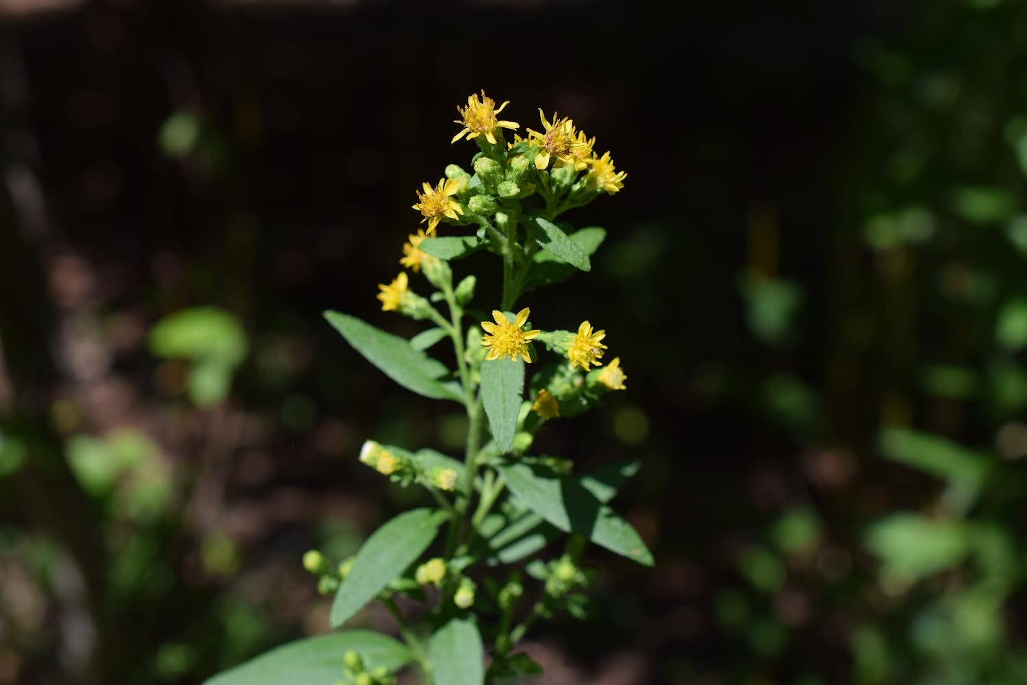 Yellow flower