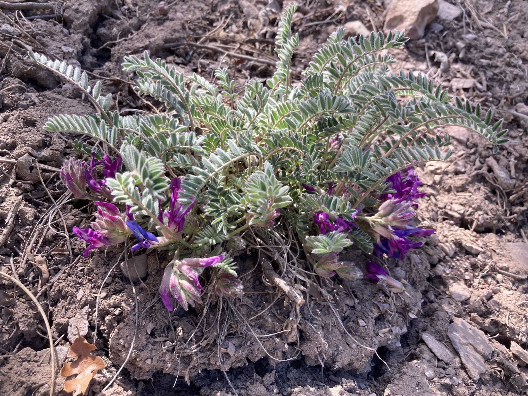 National Collection Spotlight: Violet Milkvetch - Center for Plant ...