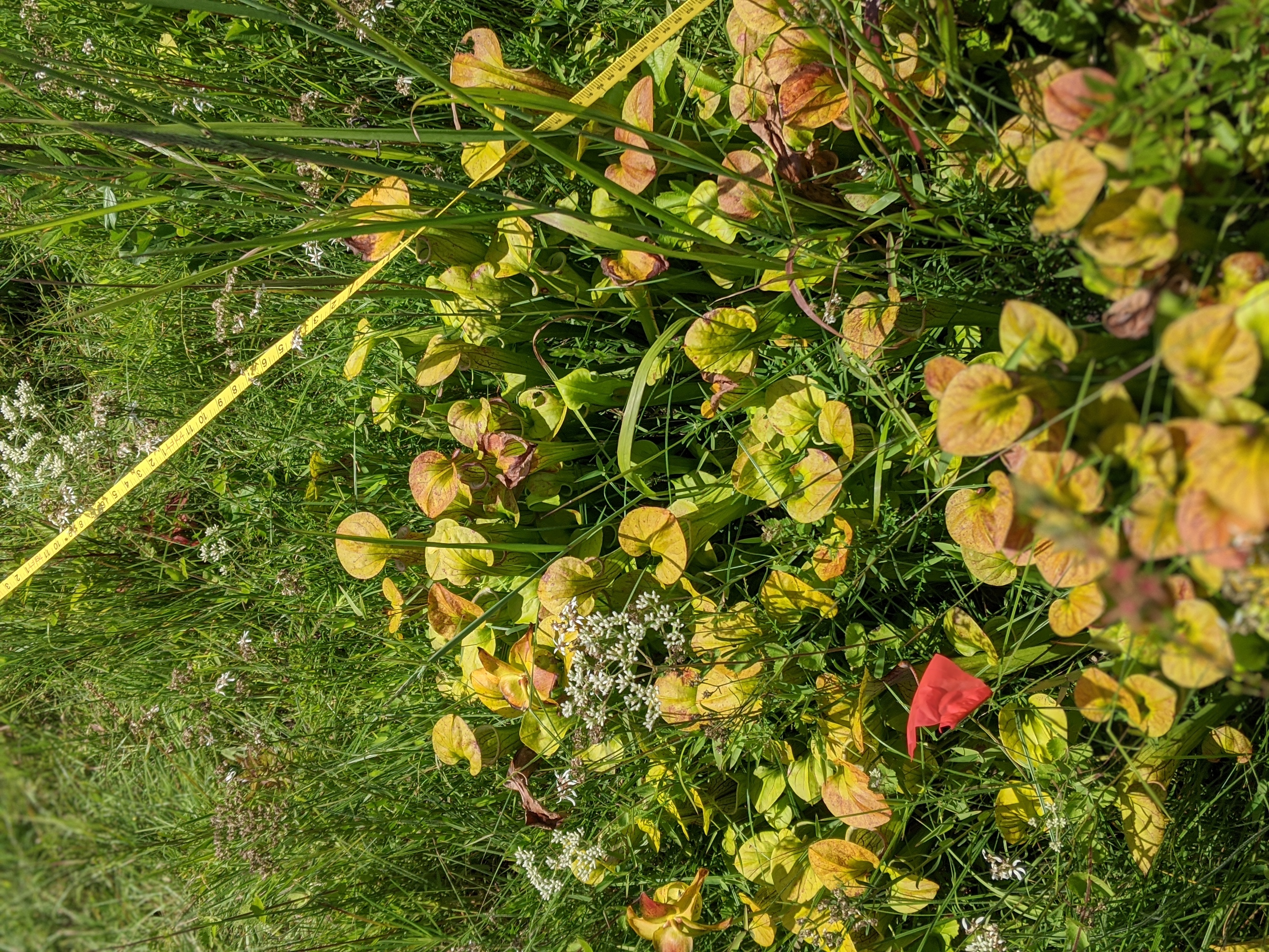 Sarracenia oreophila in situ
