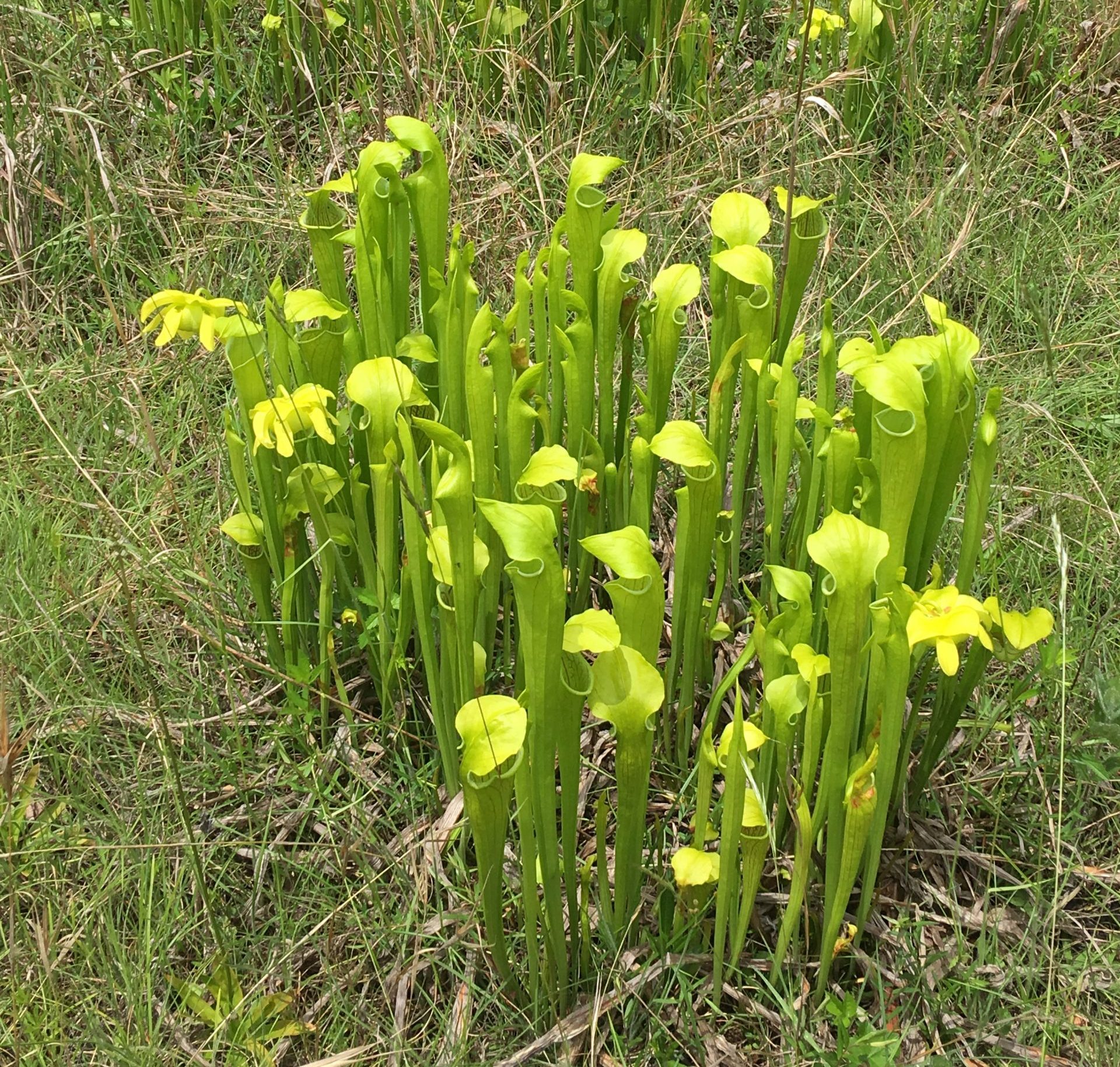 https://saveplants.org/wp-content/uploads/2023/03/Sarracenia-oreophila-in-habitat-during-recovery-plan-monitoring-with-the-Bog-Learning-Network-in-GA-MAy-2018-photo-Carrie-Radcliffe-scaled-e1693851816816.jpg