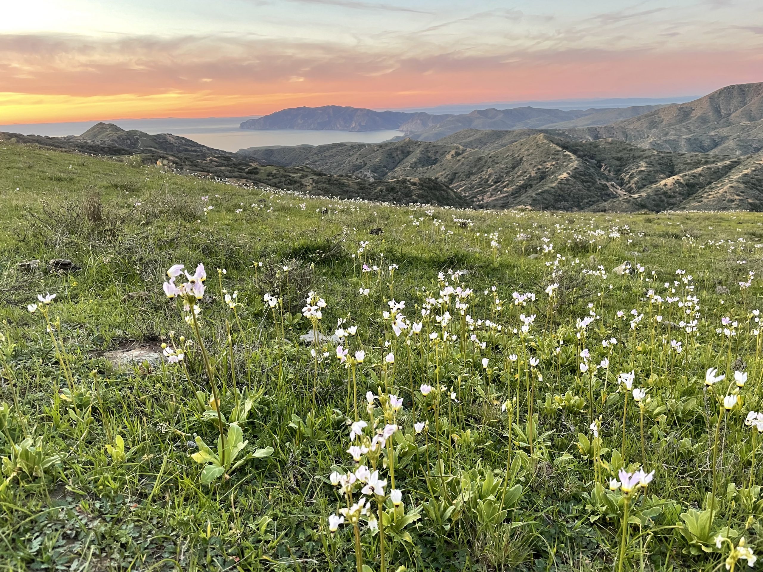 Biodiversity Wildflowers - Wildflowers for a balanced ecosystem in roughs  and borders