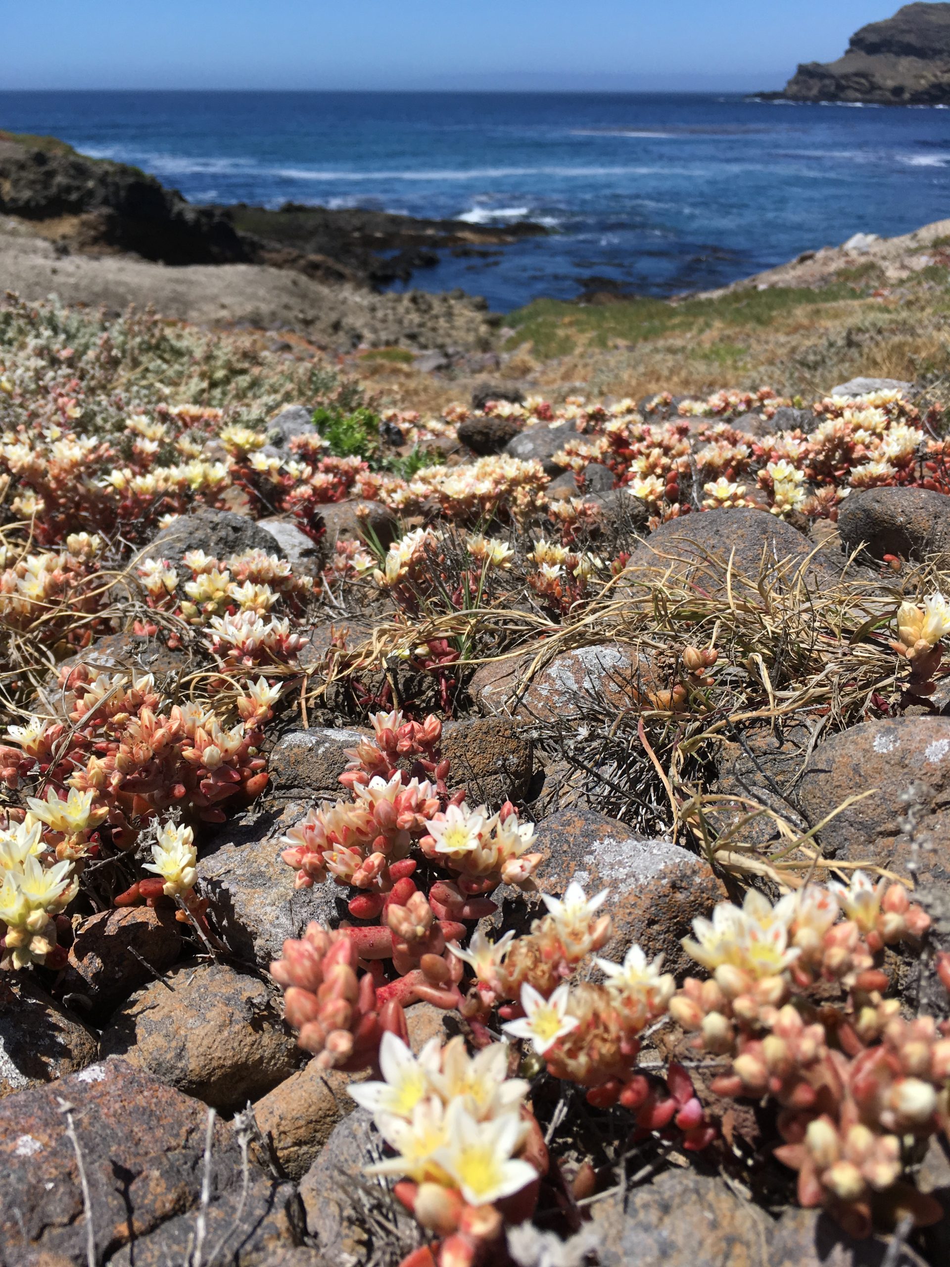 Plantwatch: goblin's gold luminous moss continues to captivate, Science