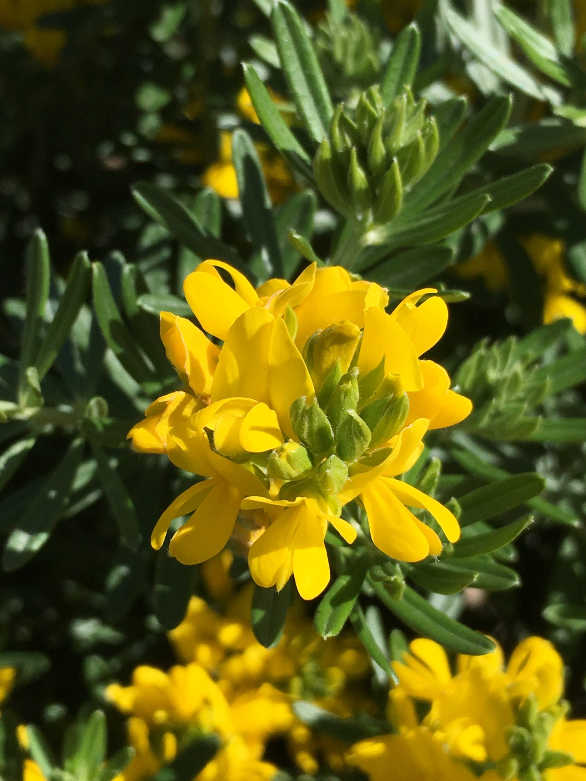 Biodiversity Wildflowers - Wildflowers for a balanced ecosystem in roughs  and borders