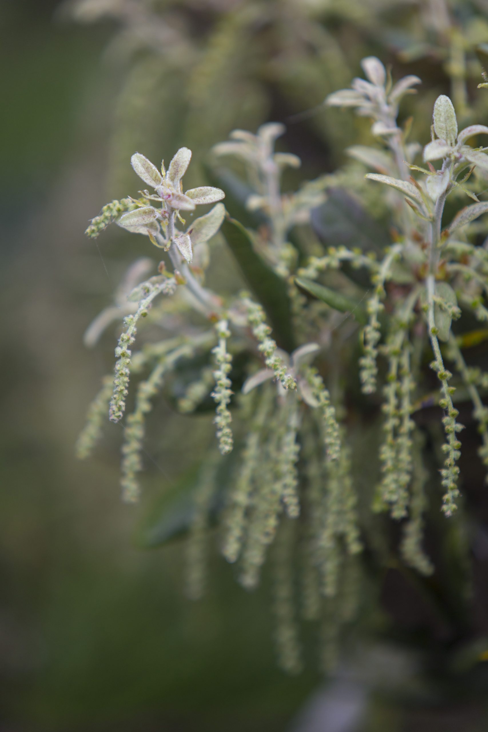 Quercus tomentella - Center for Plant Conservation