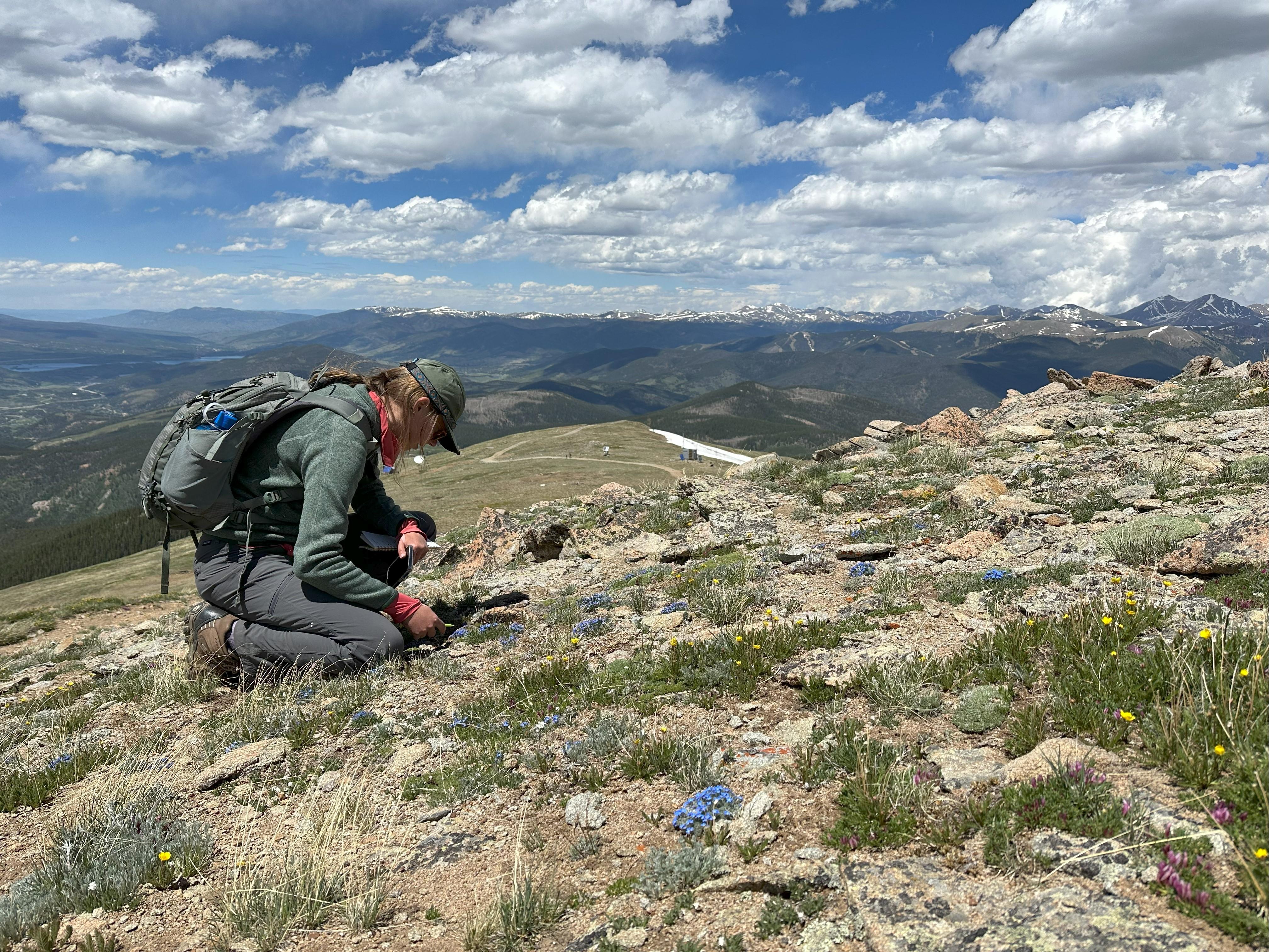 A Conservation Intern in the field on top of Bald Mountain